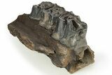 Fossil Woolly Rhino (Coelodonta) Maxilla Section - Siberia #225188-4